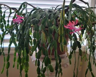Potted Mature Christmas Cactus