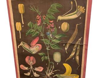 VINTAGE EUROPEAN BOTANICAL CHART
