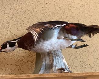 Taxidermy duck in flight