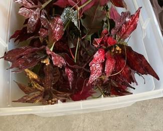 Garage - poinsettia leaves
