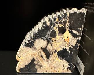 Petrified Wood Book Ends