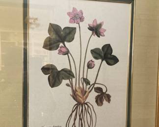 Botanical - "Anemone hepatica" (a species of flowering plant in the buttercup family)