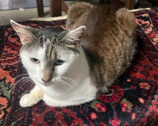 Then allowed those two to approach me in my throne room. They were desperate for feline leadership.