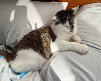 Some of my humans are sickly, so I need to reschedule the sale. Humans are just weak.