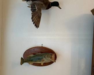 Duck and fish mounts