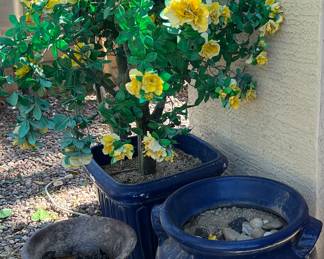 Pots and Silk Tree