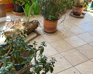 Live greenhouse plants