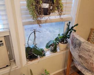 Tons of plants, especially orchids