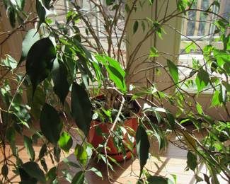 Plants Need New Homes