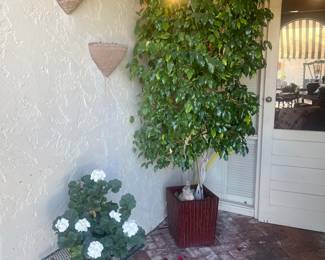 potted plants everywhere