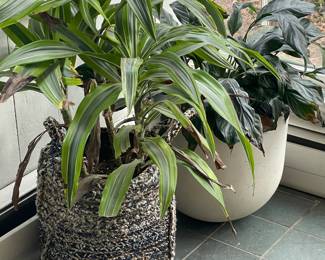 House plants to help bring the outdoors in
