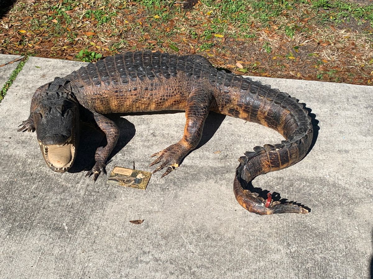Full Mount Early Tagged Taxidermy Alligator!