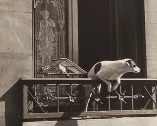 270
Andre Kertesz
1894-1985
"The Concierge's Dog, Paris," 1926
Gelatin silver print on paper
From the edition of unknown size; printed later
Unsigned; with the artist's estate stamp, verso
Image: 9.625" H x 7.25" W; Sheet: 9.875" H x 8" W
Estimate: $1,500 - $2,000