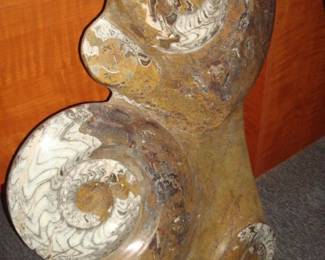 Lg. ammonite fossil in matrix 