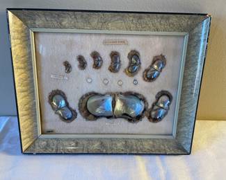 Cultured Pearl life cycle