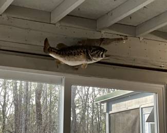 Large Mouth Bass Mount