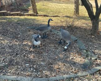 PLASTIC GARDEN  DECOR 