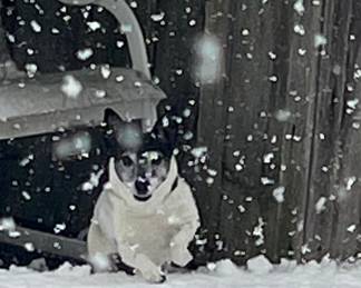 Pup NFS… having too much fun!!