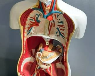Denoyer Geppert Human Male Torso Medical Model On 360 Degree Swivel Base, 32" Tall