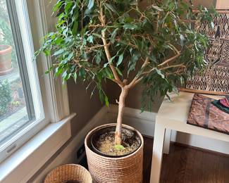 Another of the plants for sale during in-person shopping hours on Friday and Saturday.