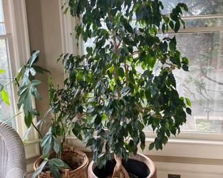 Ficus trees for sale during in-person shopping hours on Friday and Saturday.