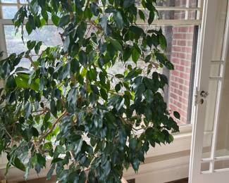 close up of one of the Ficus trees for sale during in-person shopping hours on Friday and Saturday.