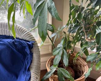 Close up of another of the plants for sale during in-person shopping hours on Friday and Saturday.