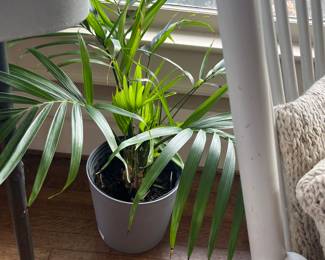 another plant for sale during in-person shopping hours on Friday and Saturday.