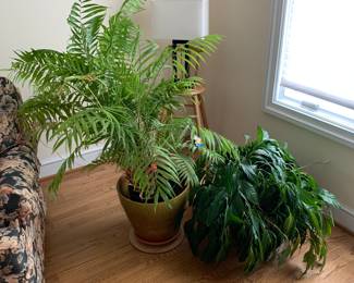 live plants - lamp is not for sale