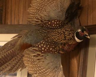 Taxidermy Pheasant