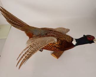 Ringneck Pheasant Taxidermy Display Majestic Wildlife Specimen
