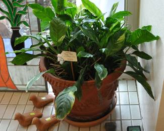 One of several large plants