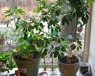 2 large plants, even one is blooming