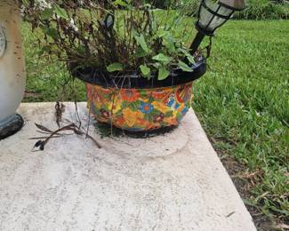 Plant in painted pot 40.00