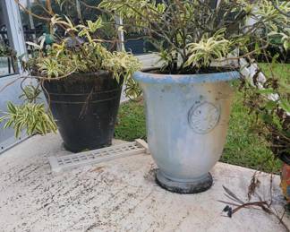Array of plants and pots