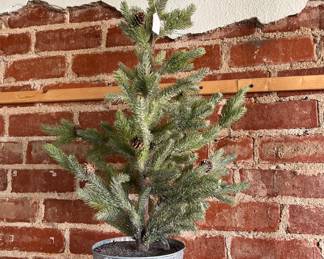 Beautiful potted Pinetree