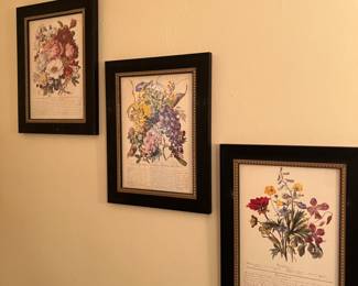 Lovely botanical engravings