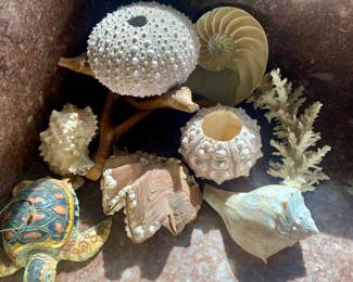 Seashells