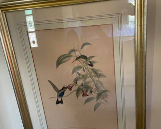 Beautifully Framed Audubon Reproduction Prints