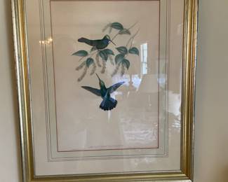 Beautifully Framed Audubon Reproduction Print