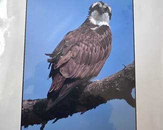 Signed photography, Eagle