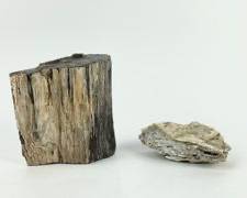 5 LB Slab of Petrified Wood & Lapidary Stone
