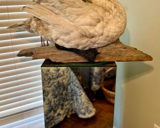 Mirrored Pedestal & Antique Taxidermy