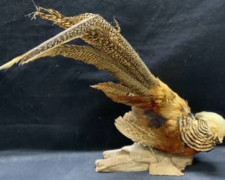 Vintage Taxidermy Pheasant Display
