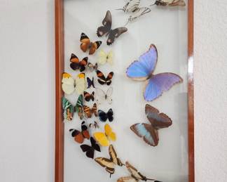 Butterfly art 25" x 16". Available for pre-sale $150.00