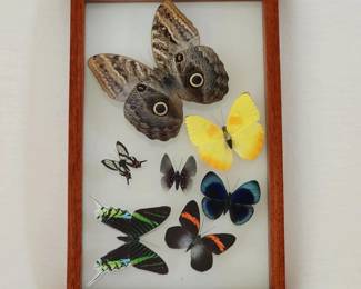 12" x 8" Butterfly art