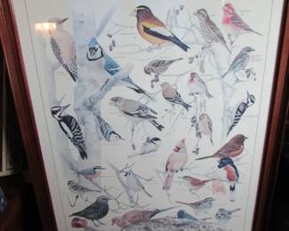 Birds of the garden (winter)