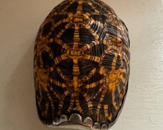 Whole Tortoise Shell Including Abdomen With Silverplate Trim Snuff Box. Circa 1875. Photo 1 of 2.