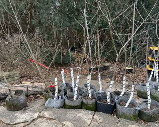 15 Gallon Apple Trees.