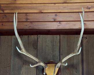 Mounted Five-Point Elk Antlers.